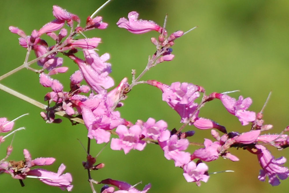 Brasile - Cuspidaria sp. (Bignoniaceae)